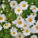 daisy-flower-spring-marguerite-67857-67857.jpg